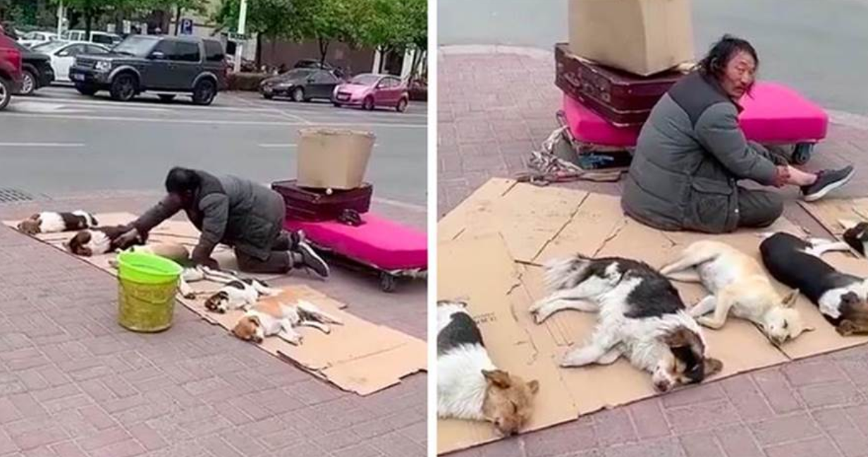 A Homeless Man Takes Care of a Pack of Dogs and Sleeps in a Cardboard Box on the Streets, Leaving Passersby in Tears: 'They're Not Stray Dogs'