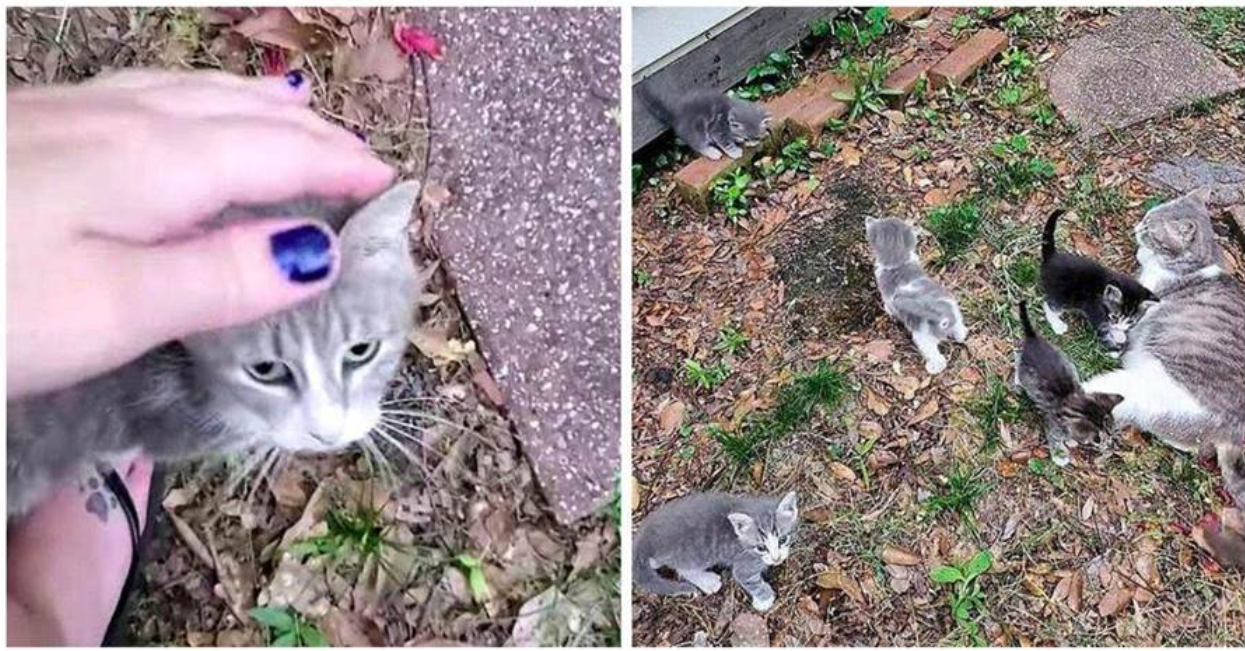 I Was Joking with the Stray Cat Mom, 'Let Me See Your Kittens,' and She Actually Brought Them Over!