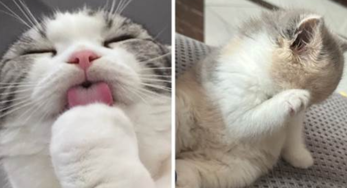 Elegance Lasts Only Three Seconds! Cat’s Face Wash Caught on Camera, and Its Expression Had the Whole Internet in Stitches!