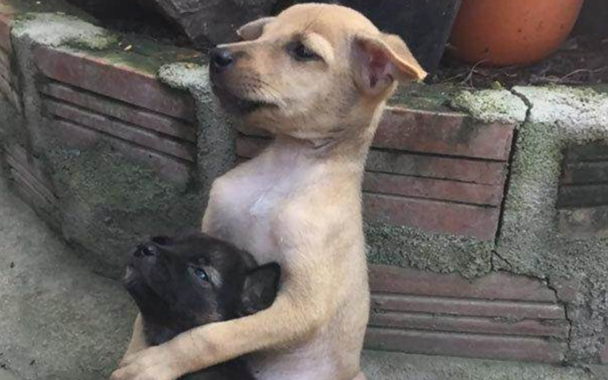 Two brothers with a rough fate, finally finding a new owner after 900 days. The older brother makes a heartwarming gesture for his younger brother. I just want to hug them both!