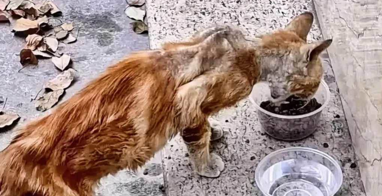 A Kind Woman Adopted a ‘Skin and Bones’ Stray Cat, and One Year Later, It’s Transformed into a Healthy, Happy Furball—Now It’s Totally Confident: ‘This Is My Home!’