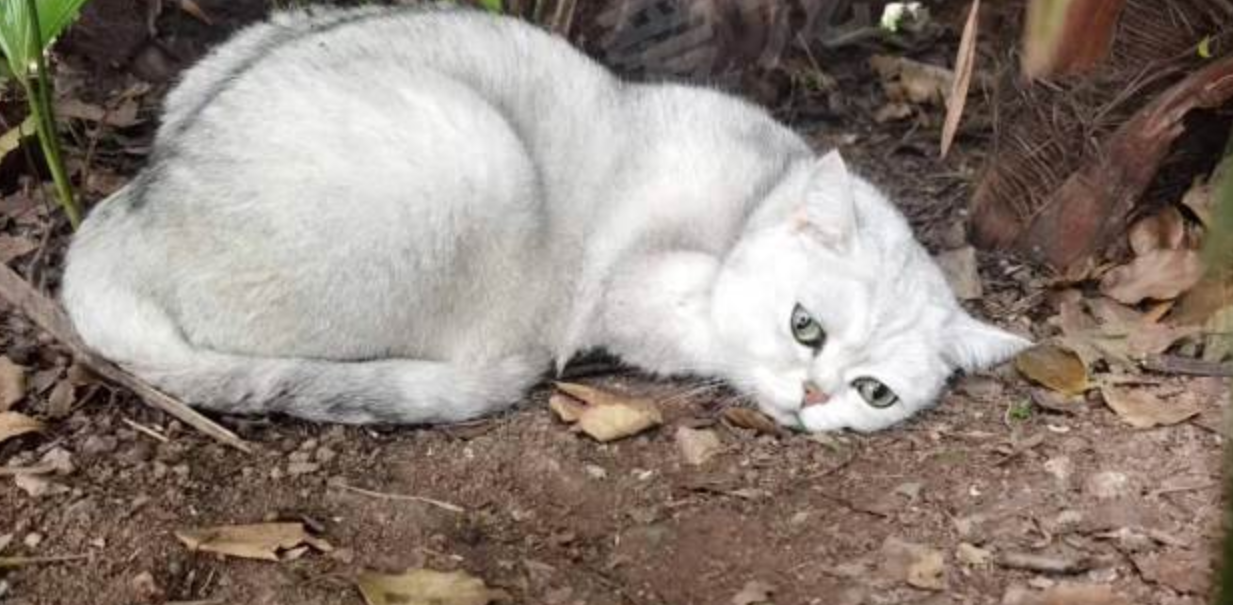 Left abandoned on the side of the road, with a heart-wrenching gaze... The cat: 'Why did my owner abandon me？"