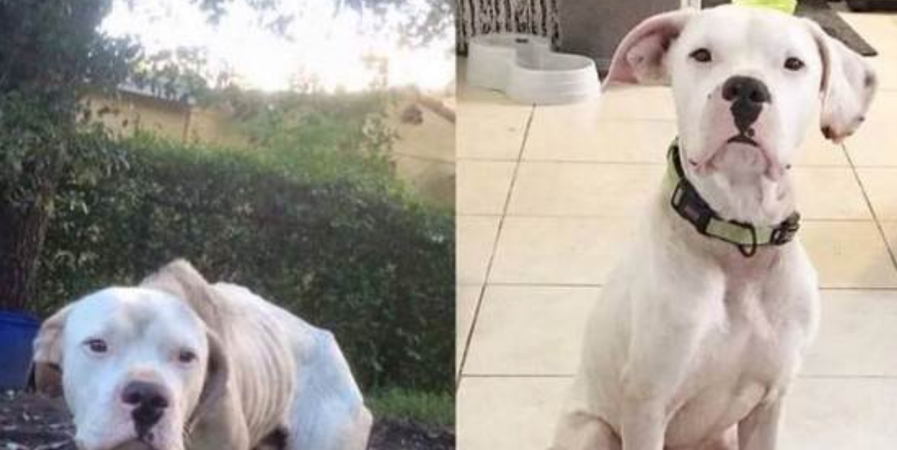 Owner Moves Out and Ties Dog Under a Tree, Leaving It to Starve – Skin and Bones, It's Heartbreaking!