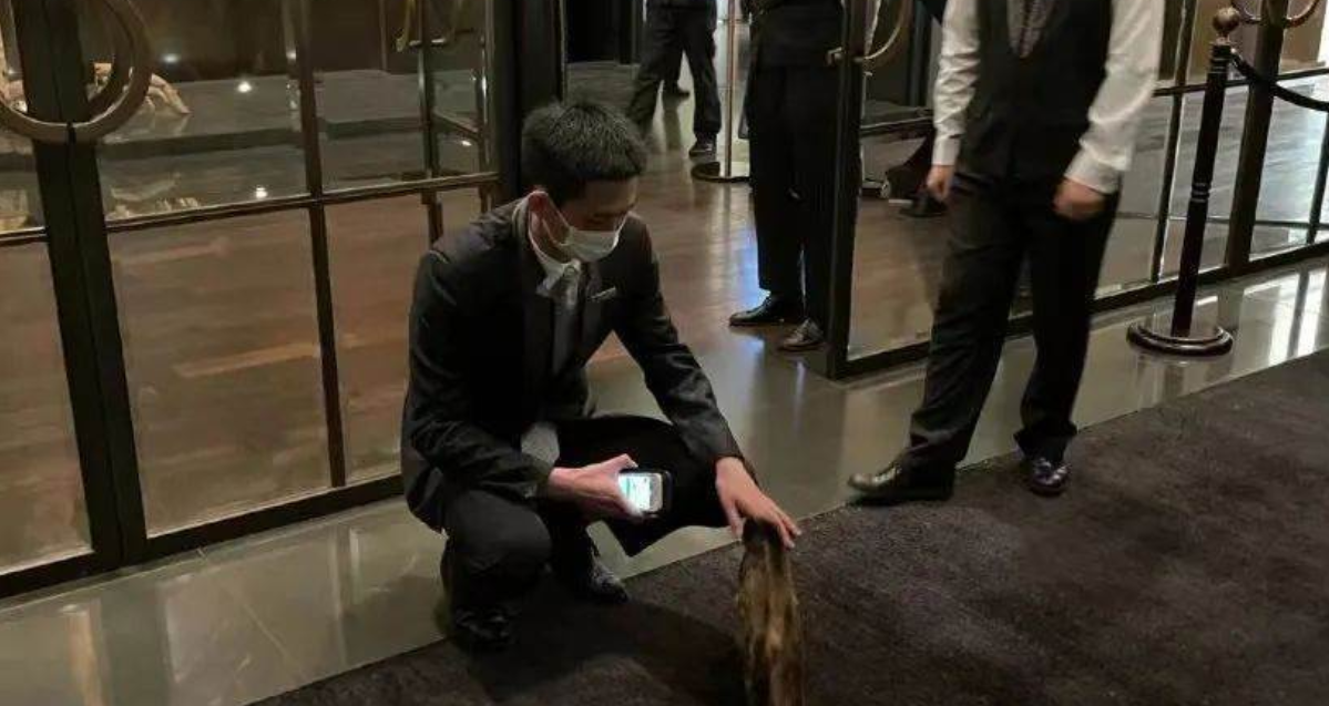 Stray Cat 'Adopted by 5-Star Hotel', Enjoys Michelin Employee Meals and Has Its Own Bed – Is This Heaven?!