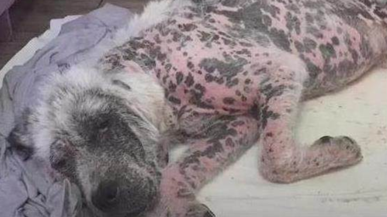 Adopted a 'Bald Beast' with a Kind Heart, and Six Months Later, It Grew Into a White 'Giant' – Its Handsome Looks Are Unrecognizable!