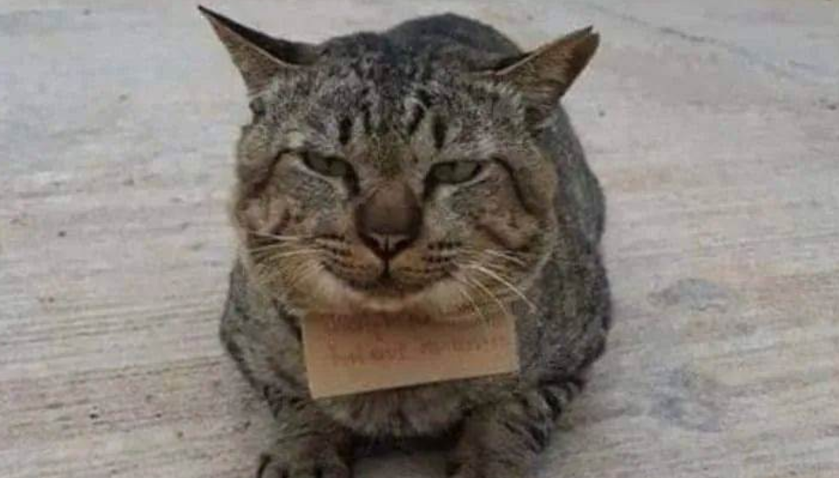 Cat Returns After 3 Days of Running Away, Owner Breaks Down in Tears—But the Tag on Its Neck Makes Them Want to Say "Get Out!"