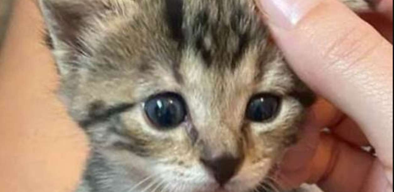 Rescued Kitten Can't Stop Showing Gratitude! Every Time, It Reaches Up with Its Paws, Looking at Its New Mom: "What Can I Do to Help You?"