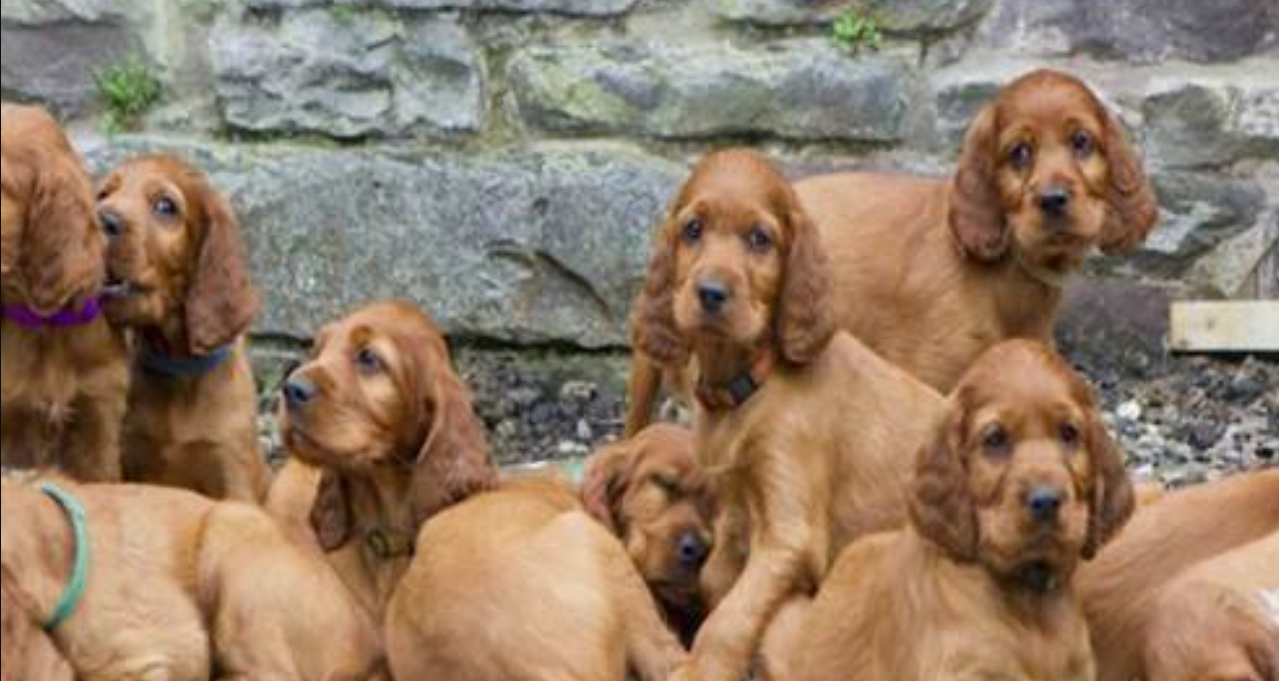 A Dog Mom Had 15 Puppies at Once, and After They Were All Sent Away, They Reunite a Year Later—This Heartwarming Moment Will Melt Your Heart!