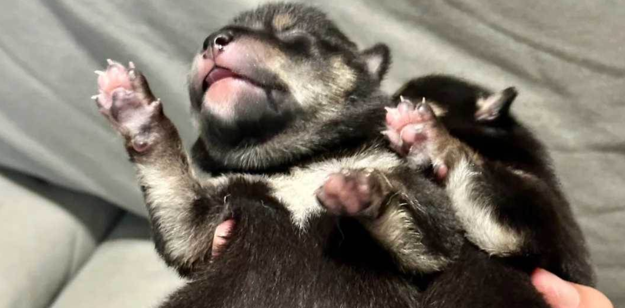 Rescued "8 Black Puppies" from Sewer—Vet's Shocking Discovery: "These Aren't Puppies, Take Them Back!"