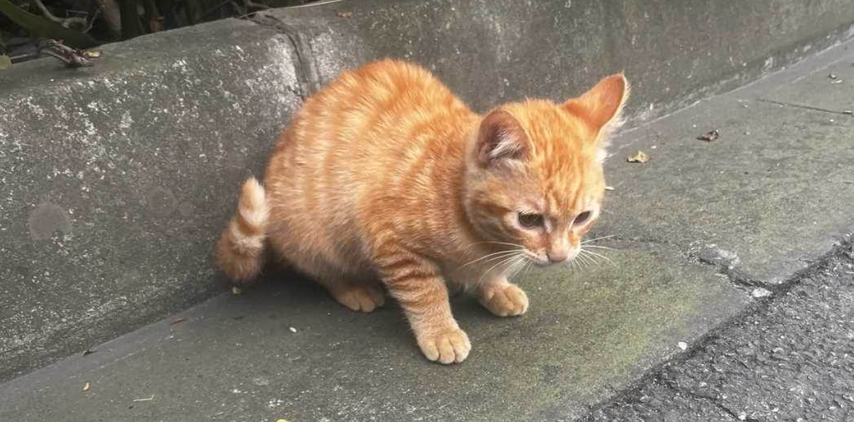 Two-Legged Stray Cat Chases Car, Begging for Adoption—Internet Can't Handle It!