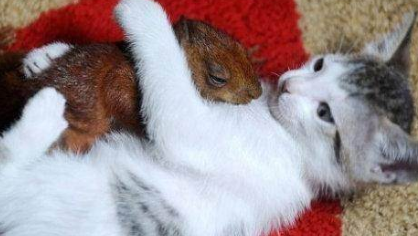 Mama Cat Brings Home an Injured Baby Squirrel—What Happens Next Is Unbelievable!