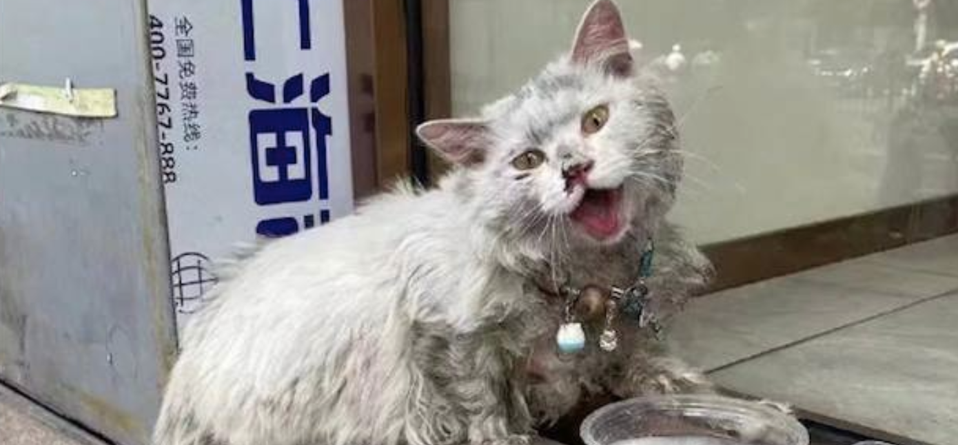 A Stray Cat Roams the Streets for Food—With a Collar Still on, It Was Once Someone's Beloved Pet…