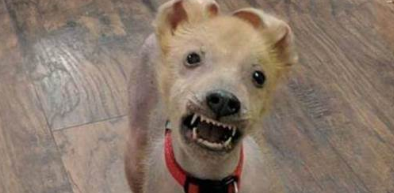 Ugly Puppy Abandoned by Mom – Man Takes Him In, and the Way He Wakes Him Up Every Day Is Pure Love!