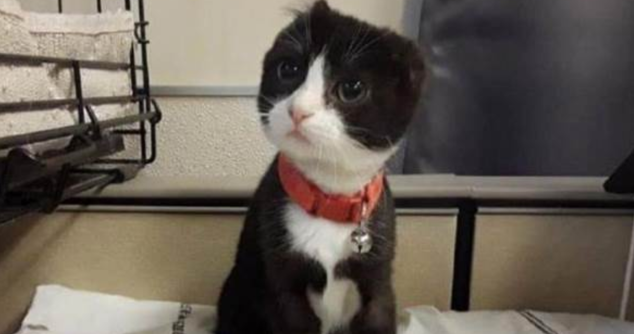 Earless Kitten Finds a Loving Home—Months Later, She Becomes the Cutest Little Angel!