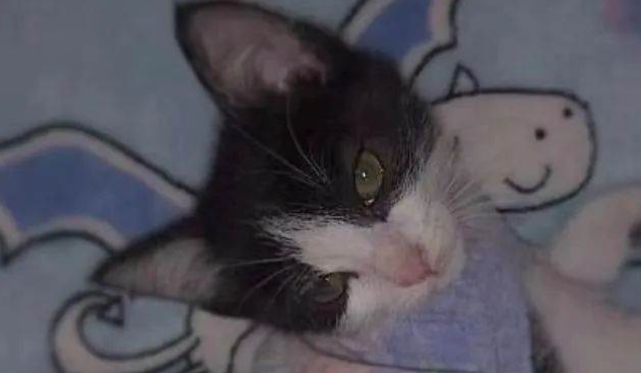 Heartbroken After Losing His Cat of 16 Years, a Man Mourns—Until a Tiny Kitten Walks Through the Door a Week Later: 'Don't Cry, I'm Back!'