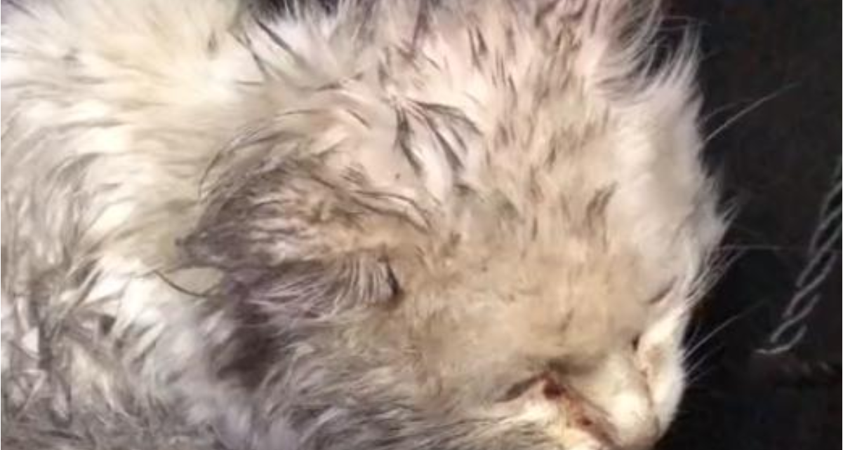 From Stray to Star: This Rainy Day Rescue Had the Ultimate Glow-Up!