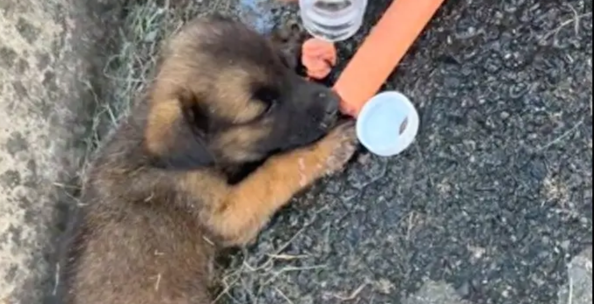 Saw a helpless puppy crying in pain on the street. It wouldn't eat or drink. When I passed by after work, it was already gone...