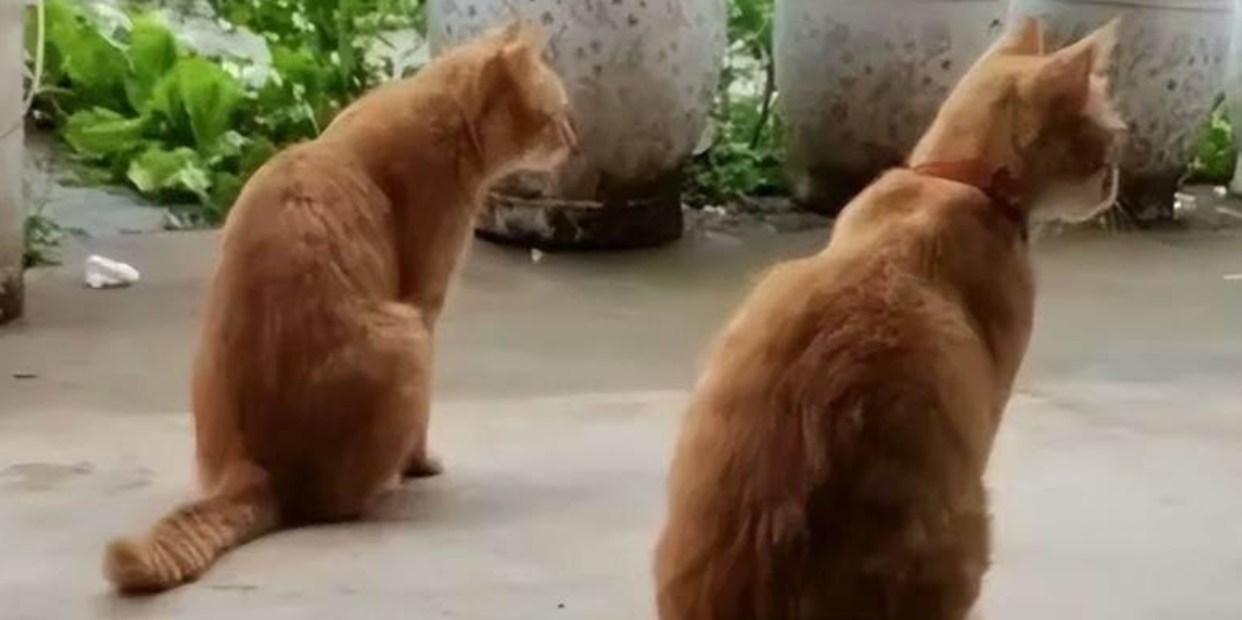 A stray cat was caught impersonating someone else, refuses to confess even under pressure. What can I do? I have no choice but to keep taking care of it, since it's so well-behaved.