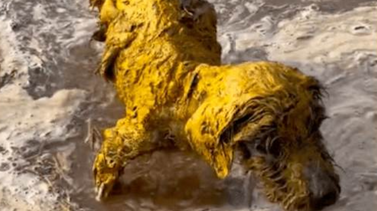 Vandalism! Teddy Bravely Jumps Into the Water, But the Heartbreaking Truth Will Shock You!