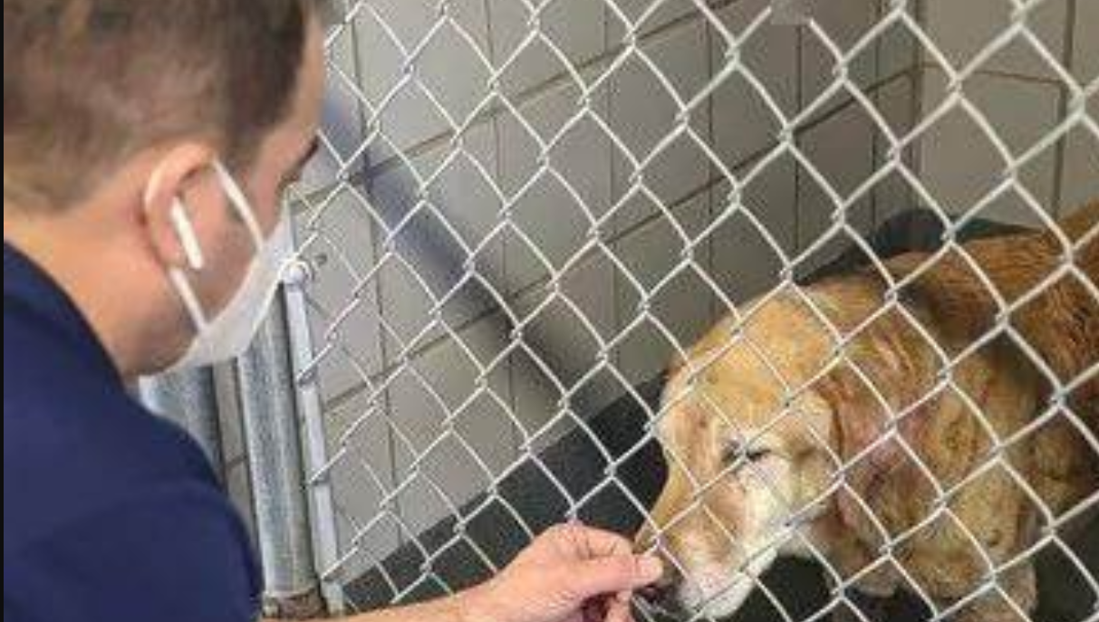 After 10 Years, Lala Is Finally Found! Owner Asks, "Do You Remember Me?"—And It Breaks the Volunteer's Heart