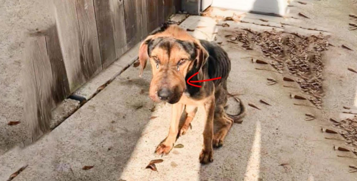 They ensured his prolonged suffering by tightening something around his muzzle.