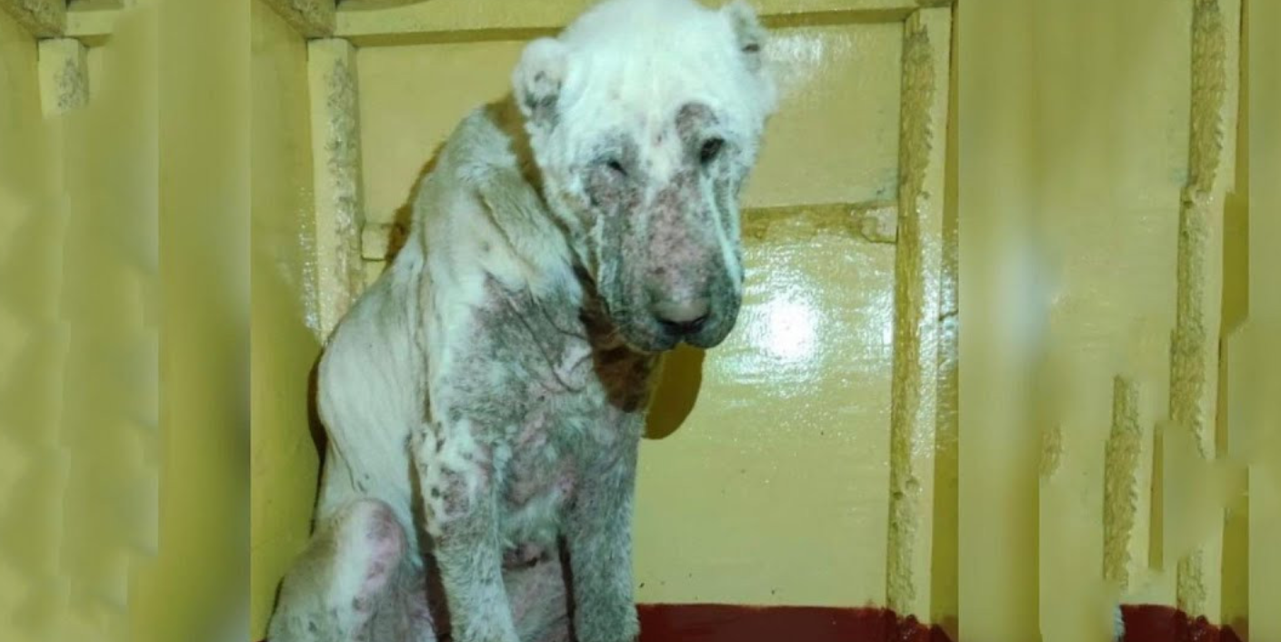From Abandoned to Adored: The Remarkable Journey of a Rescued Dog
