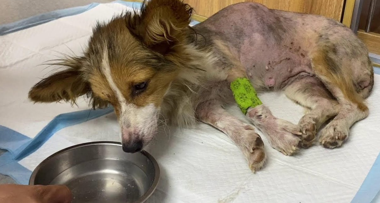 Nearly Hacked to Death by Its Owner, This Little Soul Experienced a Miracle