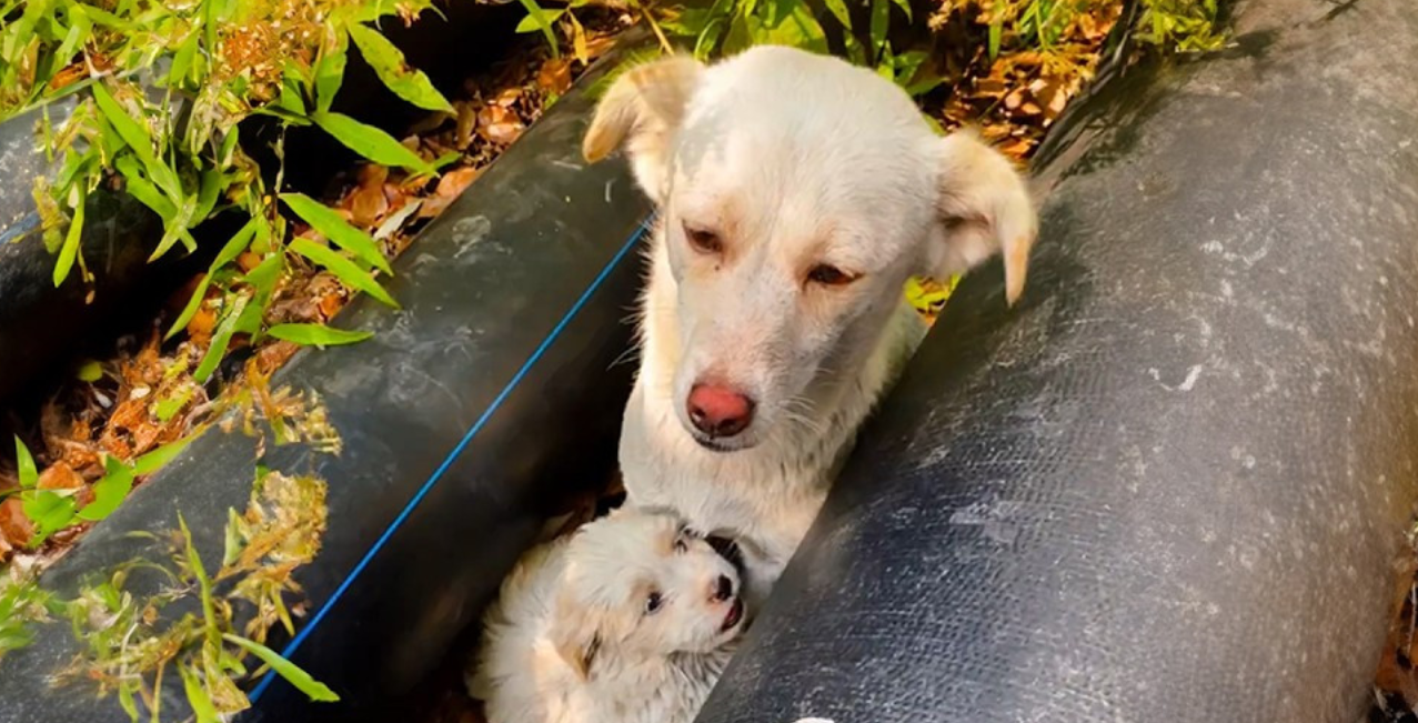 Stray Mother Dog Hides Her Puppies in Cracks, Struggling to Keep Them Safe