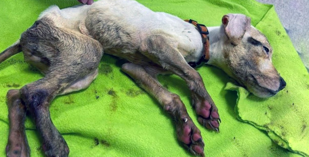 Abandoned on the Highway, This Dying Little One's Body Temperature Was Just 23°C!