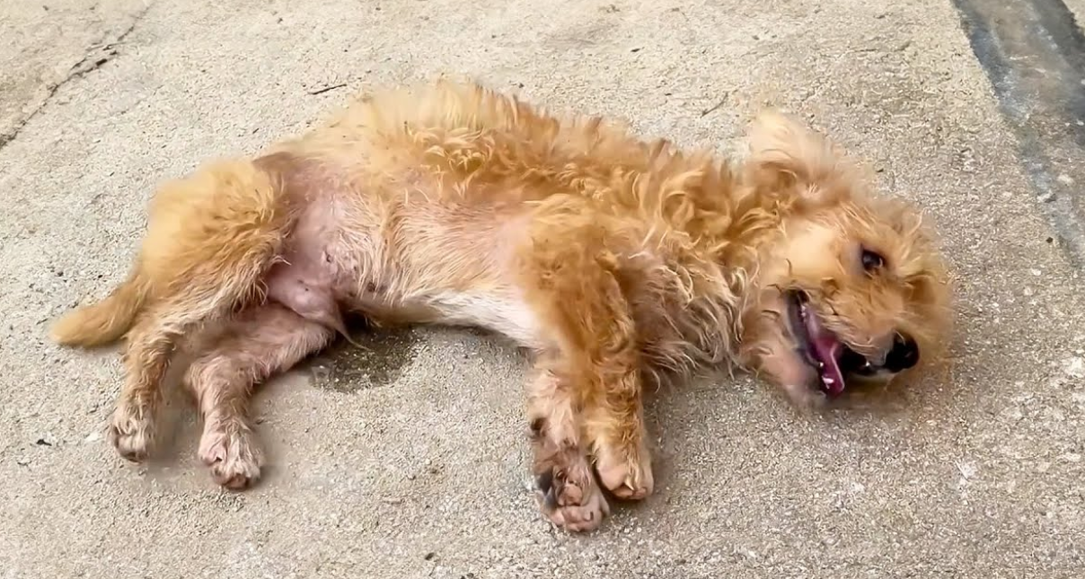 Abandoned in the Middle of the Road by Its Owner, the Dog Collapsed and Shook Uncontrollably