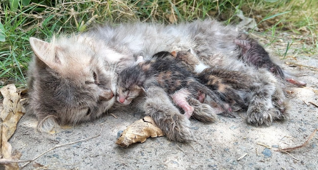 Hit by a Car, She Lay Motionless—Ignoring the Kittens' Cries, But No One Stopped to Help!
