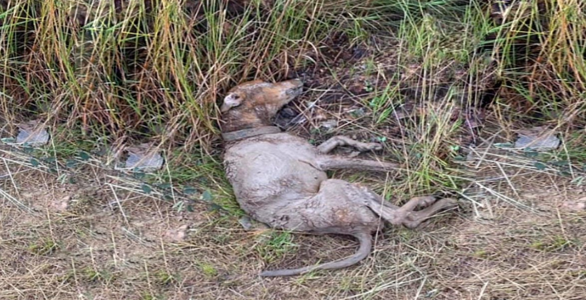 "Run Over and Left for Dead—They Tossed Clay Away Like Trash, Ignoring His Pain!