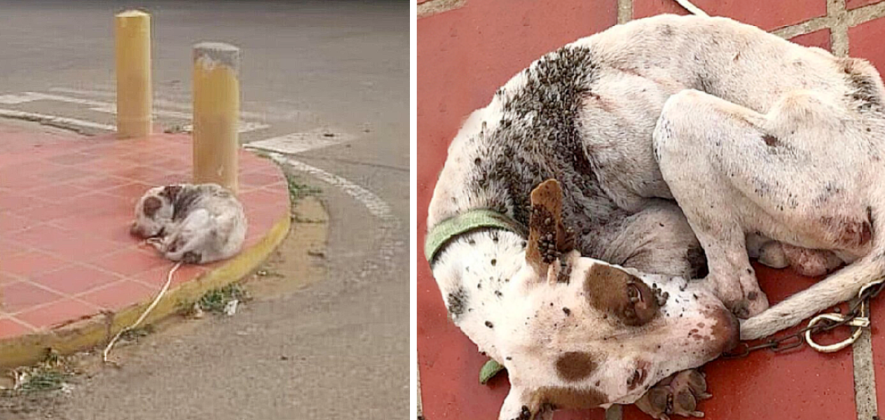 Abandoned and Helpless—This Poor Dog Fought a Nightmare Infestation of Ticks!