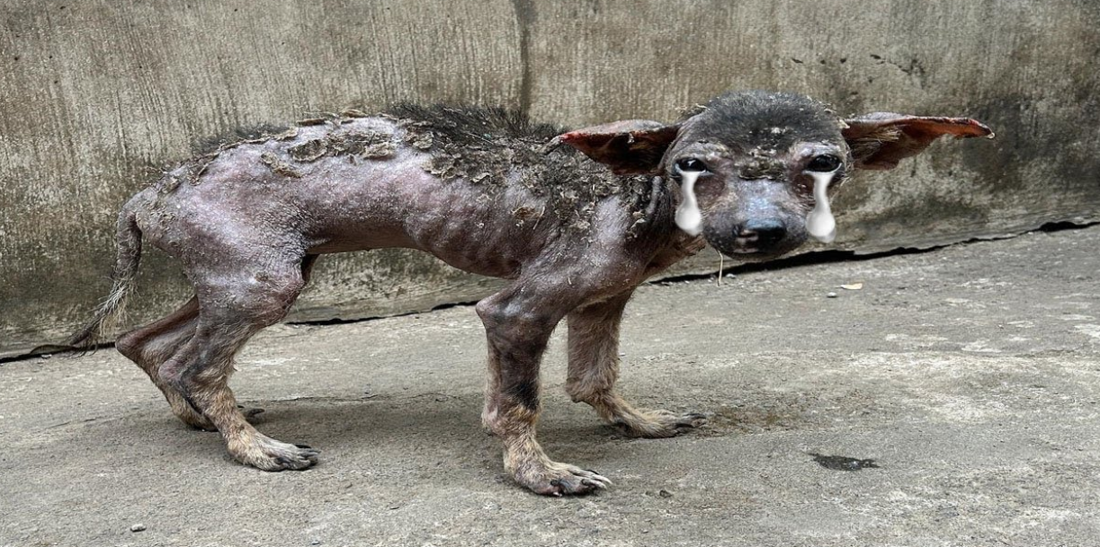 Weak and Hairless, She Struggles to Survive With Only Trash to Eat!