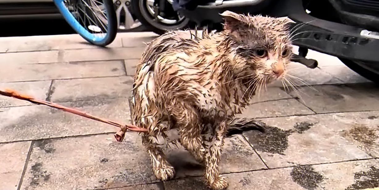 Treated Like a Toy, This Poor Cat Was Tormented Until She Could Barely Move!