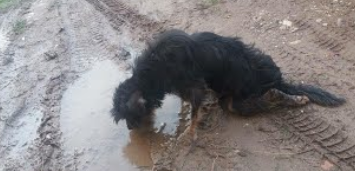 He Dragged Himself On The Road For A Long Time, Begging For Food And Help Until A Kind Woman Came!!!