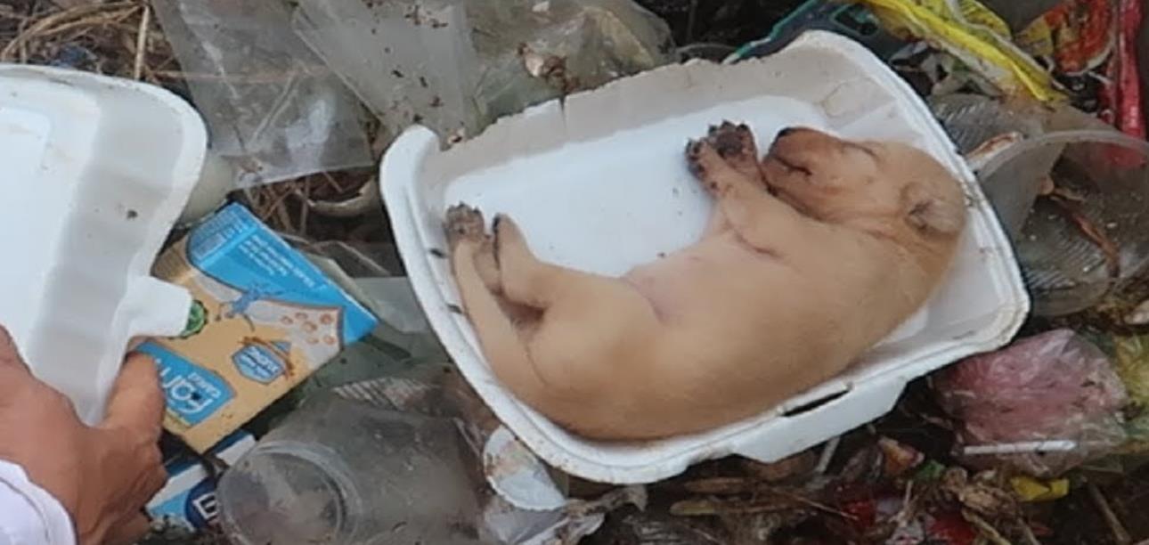 Exhausted and Starving, This Puppy Collapses—Until a Kind Stranger Steps In