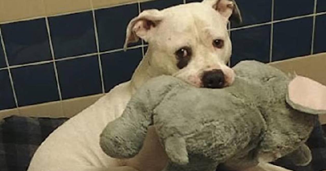 Terrified Puppy Clings to Stuffed Elephant for Comfort While Facing Euthanasia