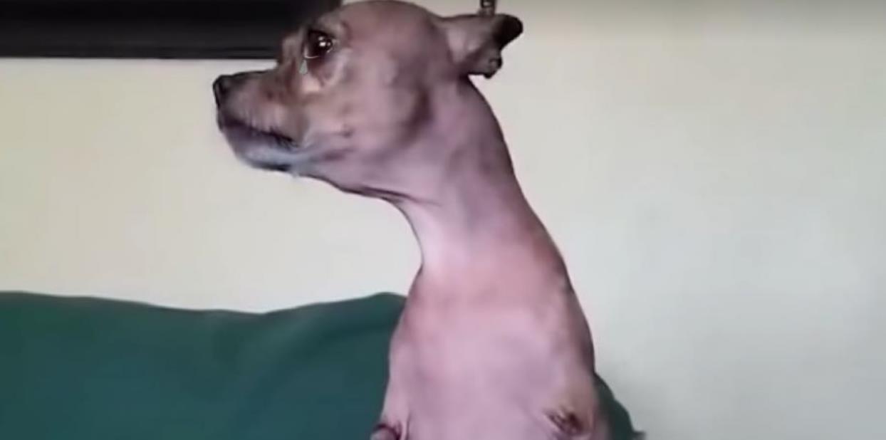 This Poor Dog Was Returned to the Shelter 3 Times for Having Only 2 Legs—But Does a Disability Mean She Can't Be Happy?