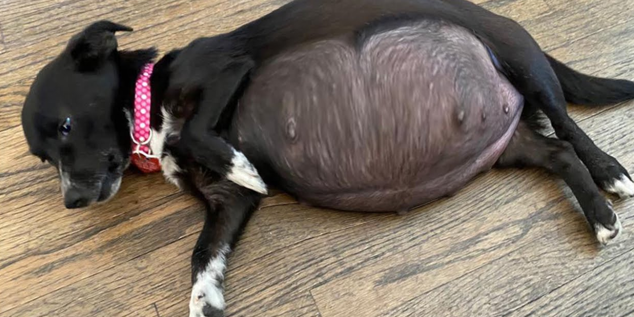 Helping a Pregnant Mama Dog Deliver Her Adorable Puppies