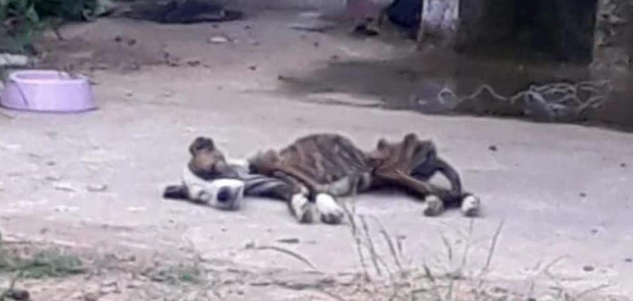 Starving for a Month Without Food or Water—This Poor Pet Never Knew Life Could Be So Hard