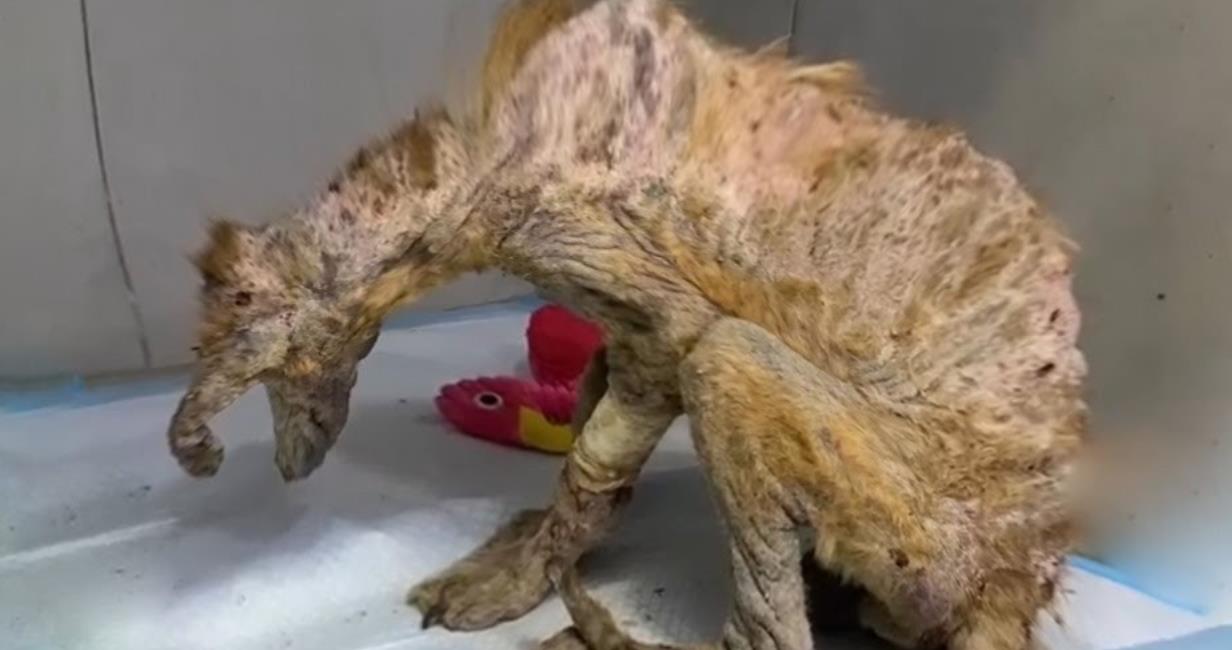 Rescued Puppy Still Too Scared to Lift Her Head – Heartbreaking Transformation