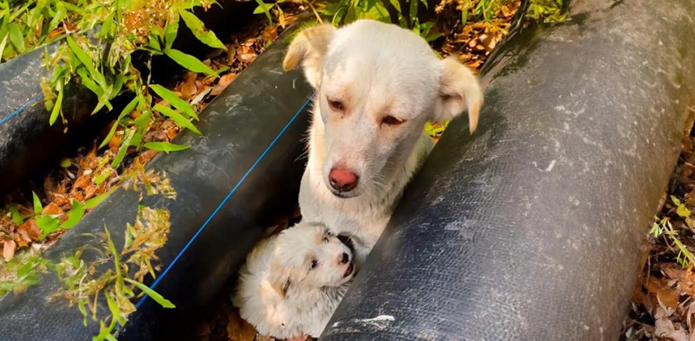 Brave Stray Mom Hides Her Puppies in Crevices to Protect Them