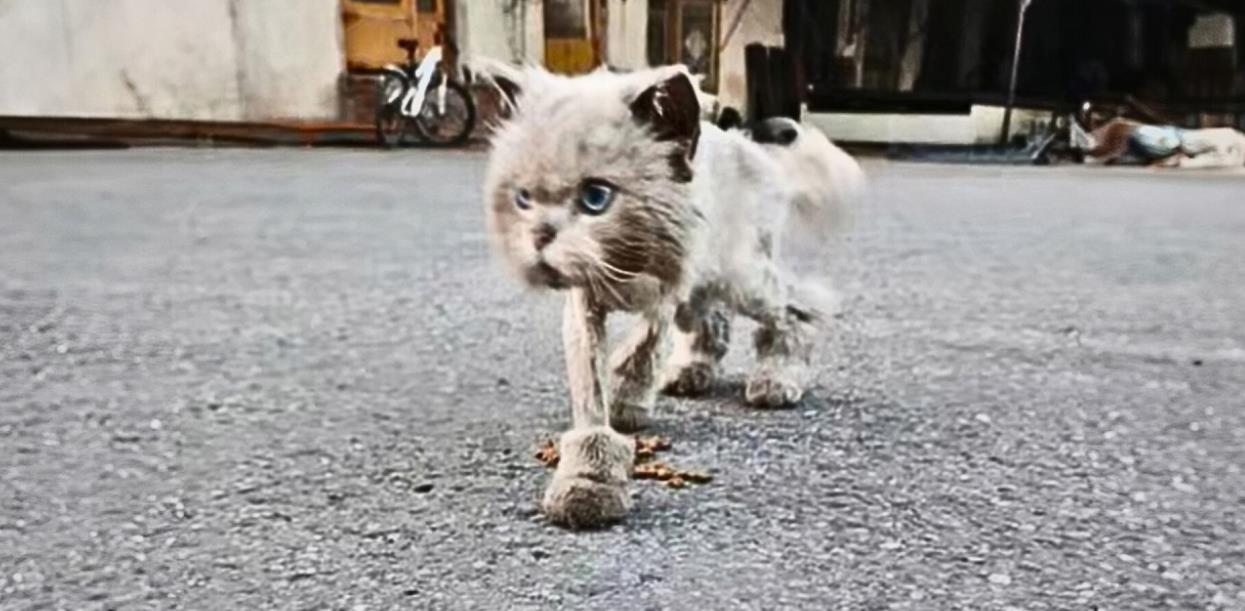 Emaciated Stray Cat Limping Toward People, Desperate for a Warm Meal