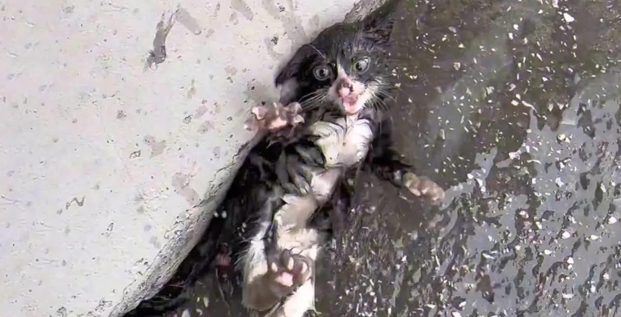 Helpless Cat Lies on Cold, Wet Asphalt – Its Cries Go Unheard