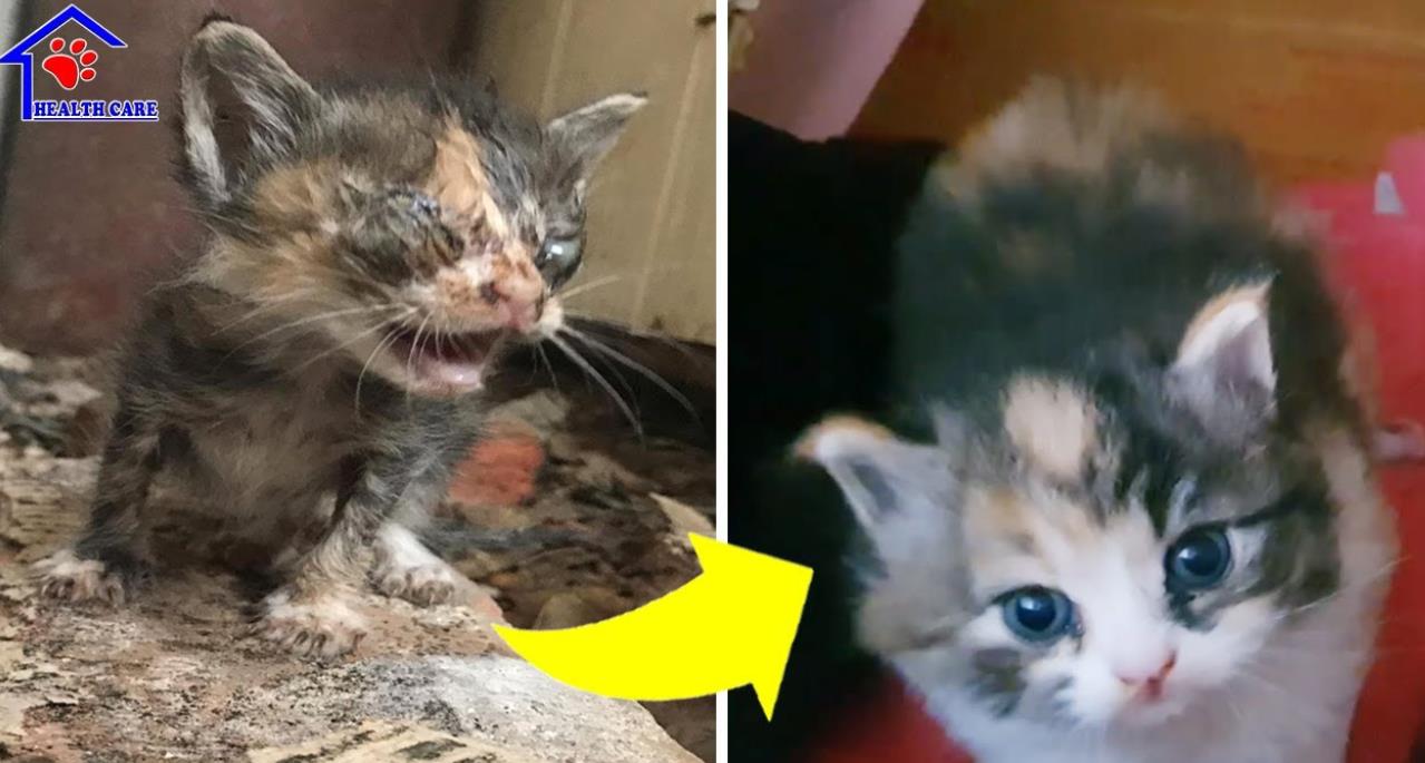 Blind Kitten's Incredible Transformation in Just 1 Month – Her Eyes Shine Again!