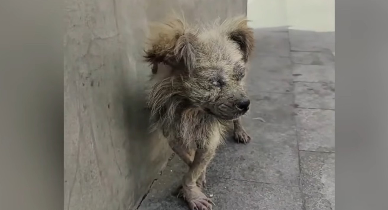 From Hopeless to Happy: The Inspiring Journey of a Dog Who Never Gave Up
