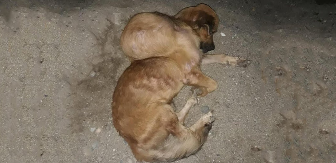From Neglect to Love: Brave Dog Beats Enormous Tumor and Finds a Forever Home