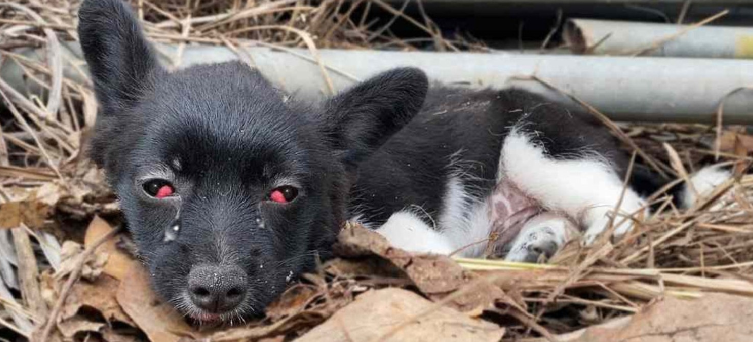 One Act of Kindness Changed Everything: A Puppy's Journey from Despair to Love
