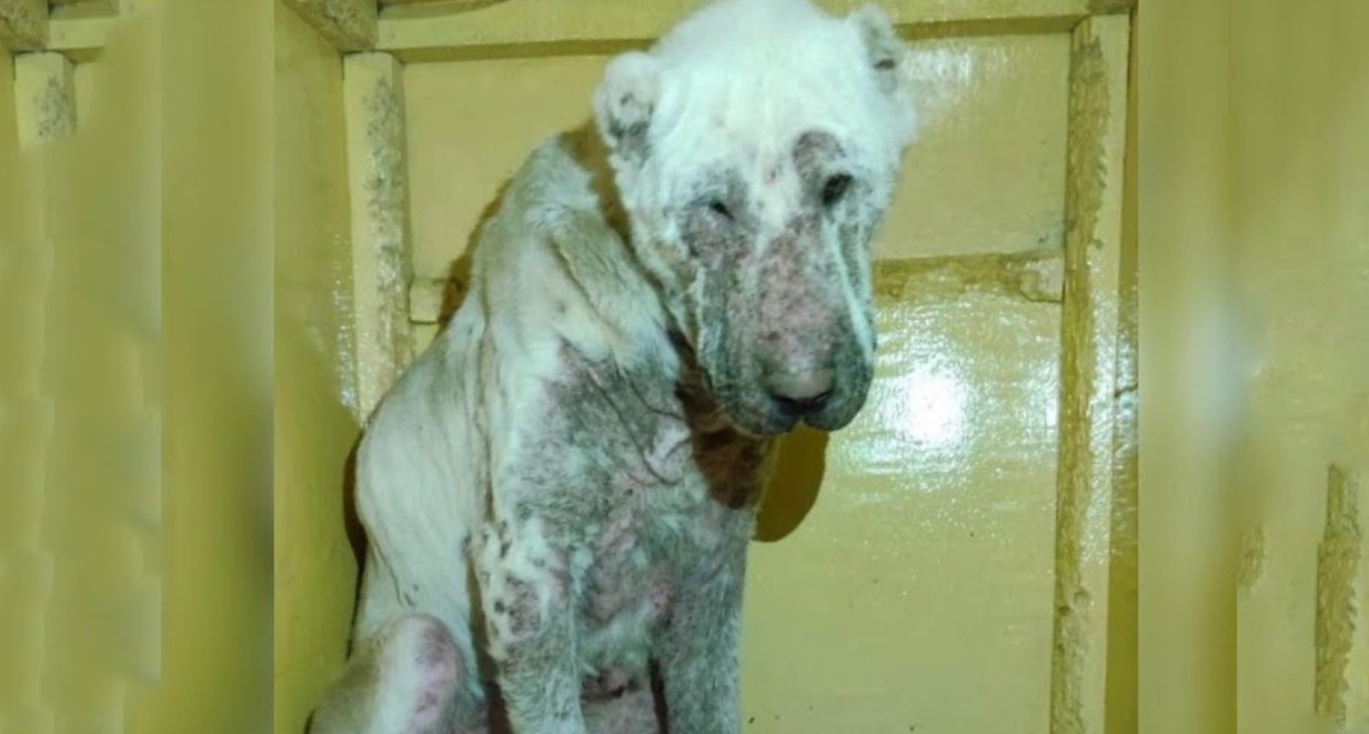 From Neglect to Love: The Amazing Transformation of a Resilient Dog